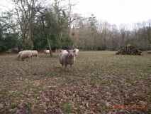 www.diary.mathieuroquigny.com