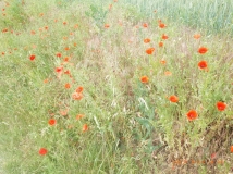 www.diary.mathieuroquigny.com